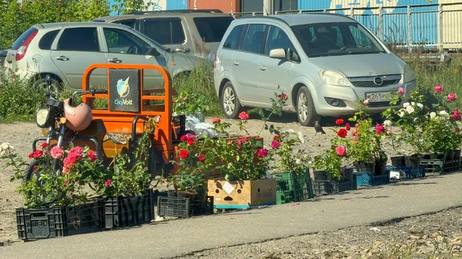 Цветы с дачи: в Госдуме придумали меру поддержки пенсионеров