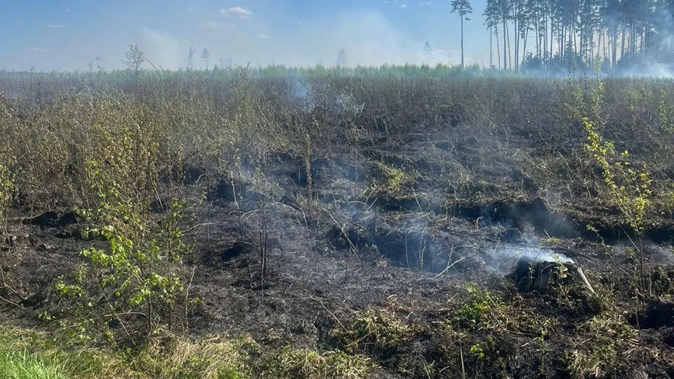 Фото: Комитета лесного хозяйства Московской области&nbsp;