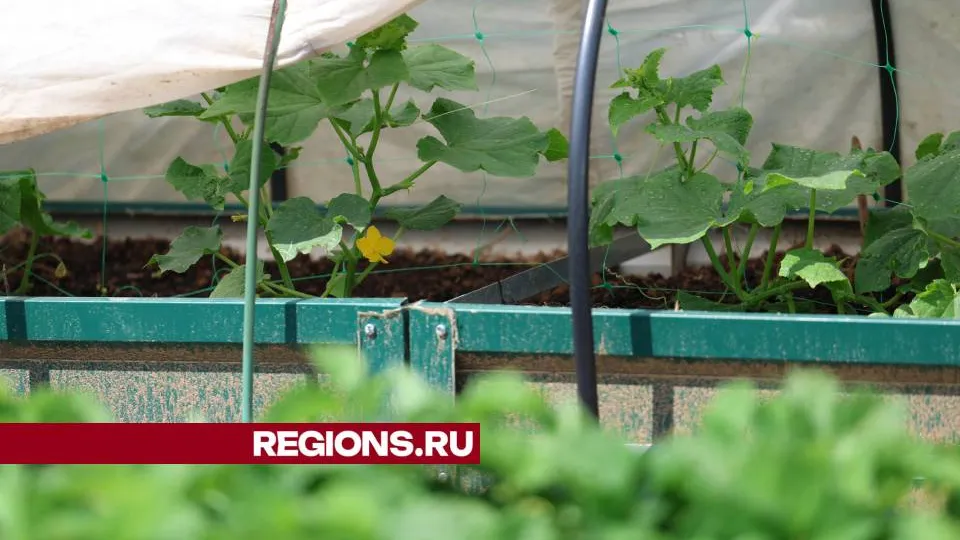 Фото: Ольга Пятикрестовская