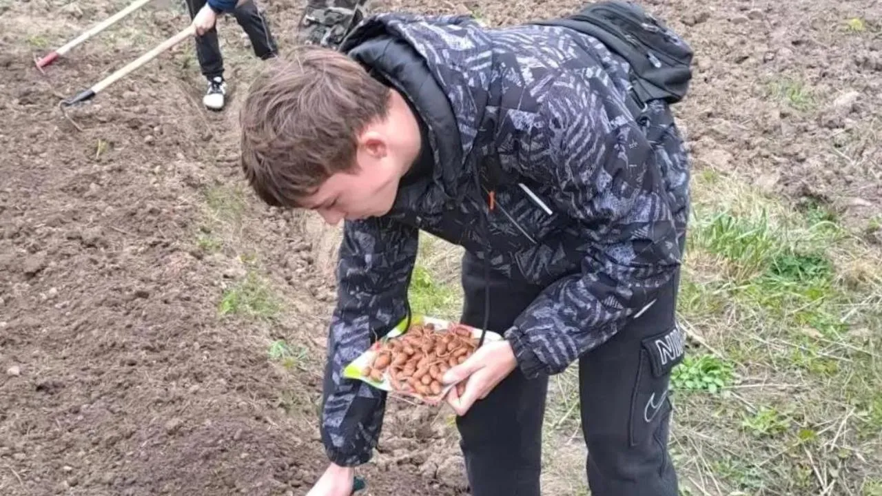 Школьники Клина посеяли в питомнике дубы и сибирские кедры для озеленения округа