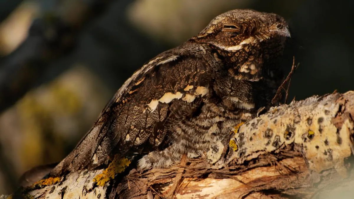 Jenny Th.