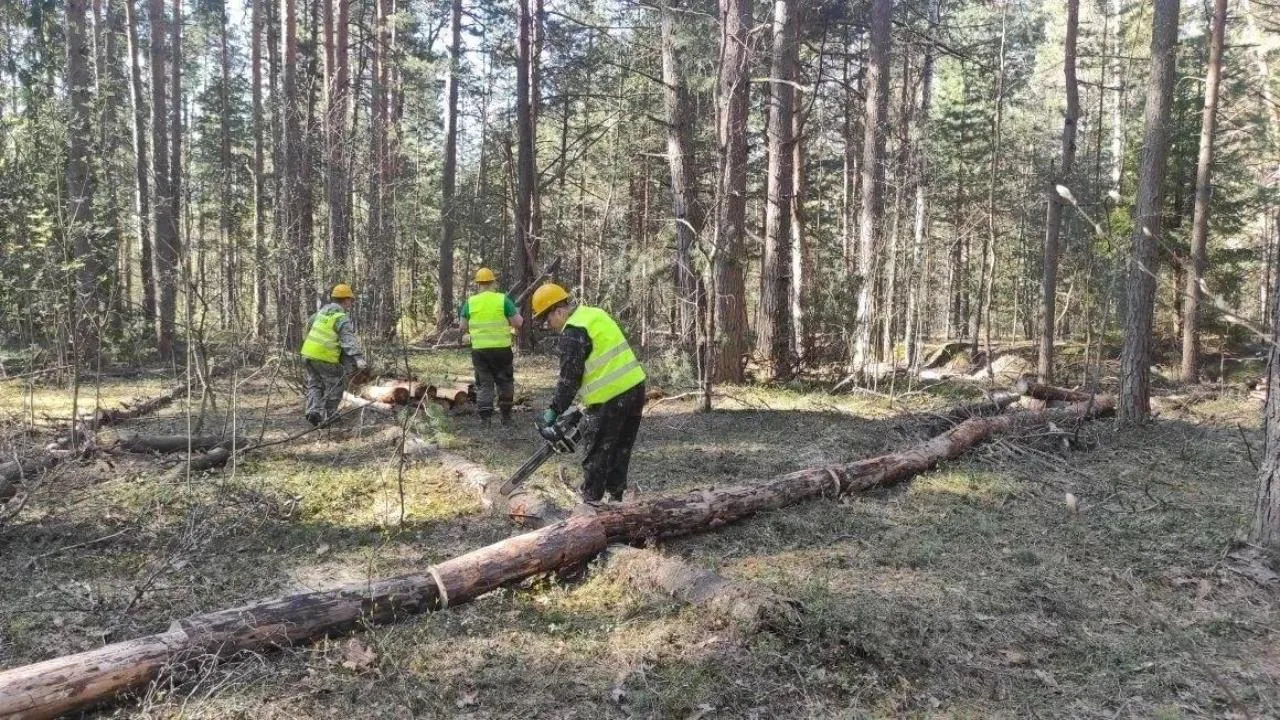 В комлесхозе Подмосковья рассказали об уборке неликвидной древесины в лесах