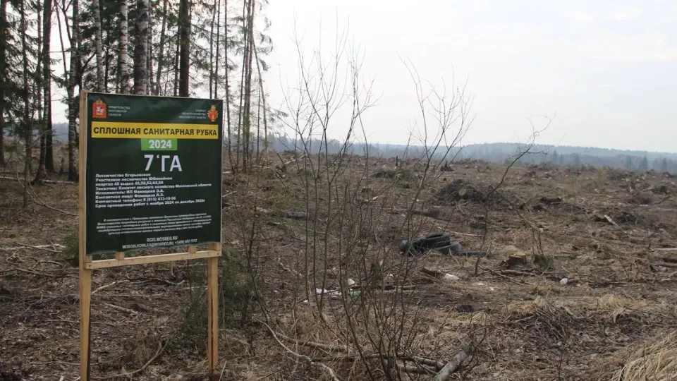 На месте этой вырубки скоро заложат новый лес. Фото: REGIONS/Василий Тремасов