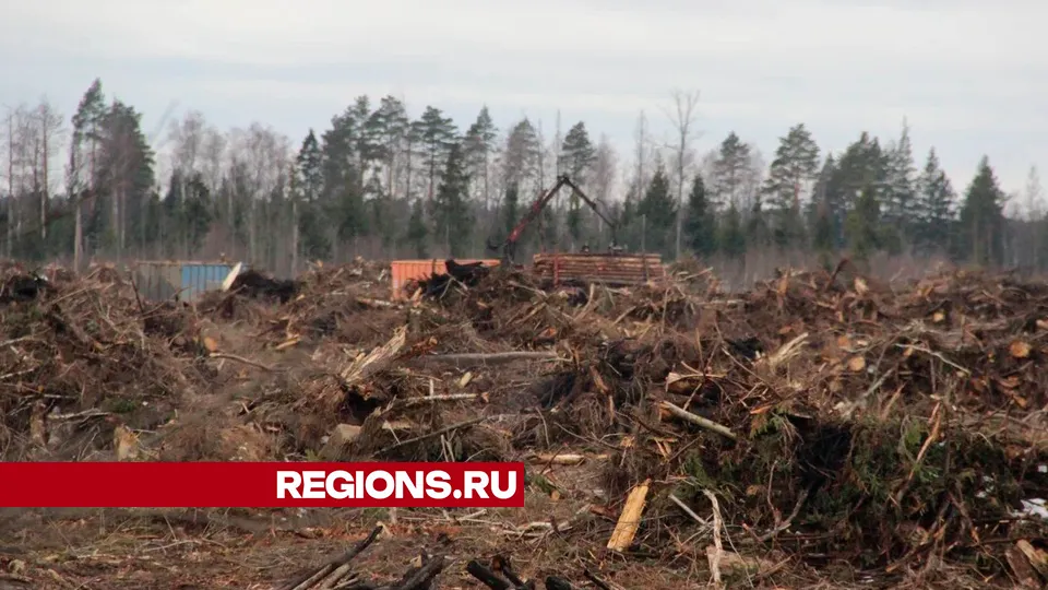 Фото: REGIONS/Василий Тремасов
