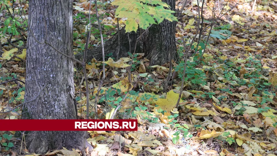 Фото: Алексей Грызлов