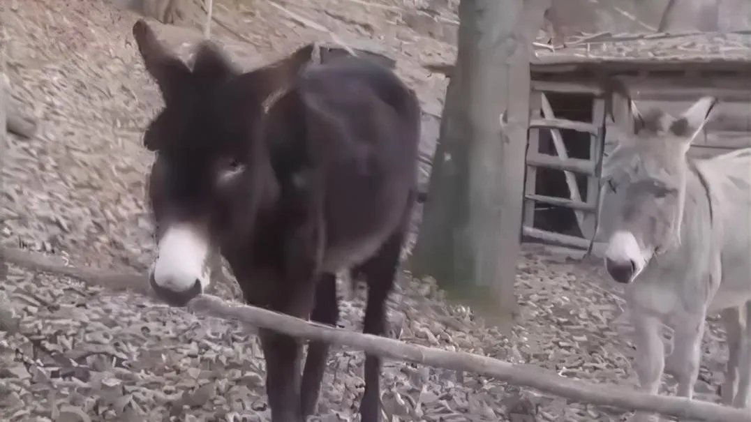Стоп-кадр видео