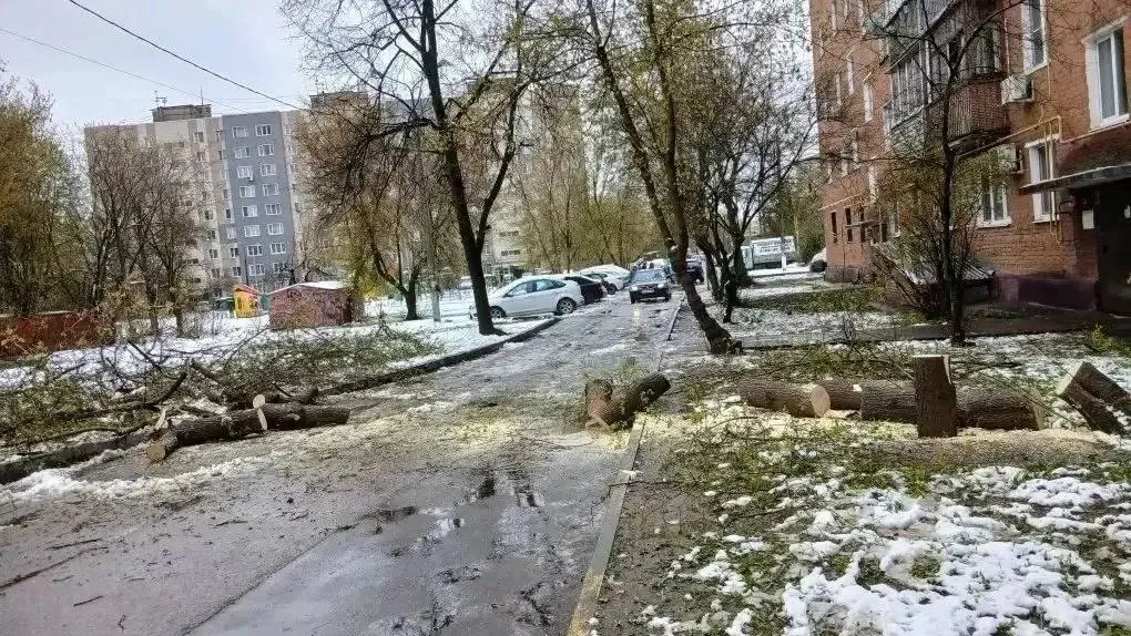 «Дворы в тупике». Деревья перекрыли проезды и тротуары в Домодедово