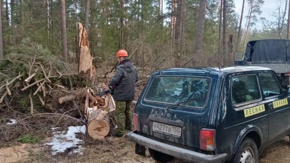 Фото: Комитет лесного хозяйства Московской области