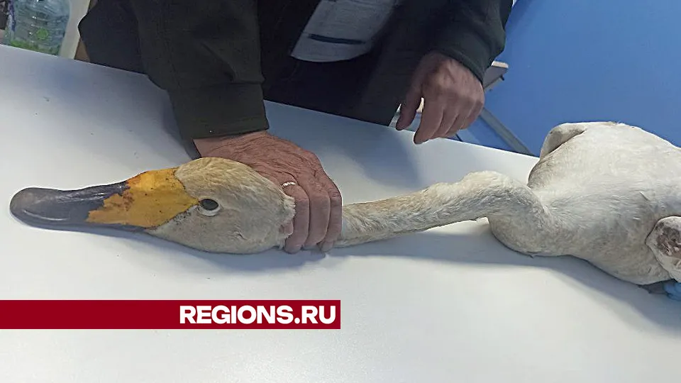 Фото: Ольга Пятикрестовская