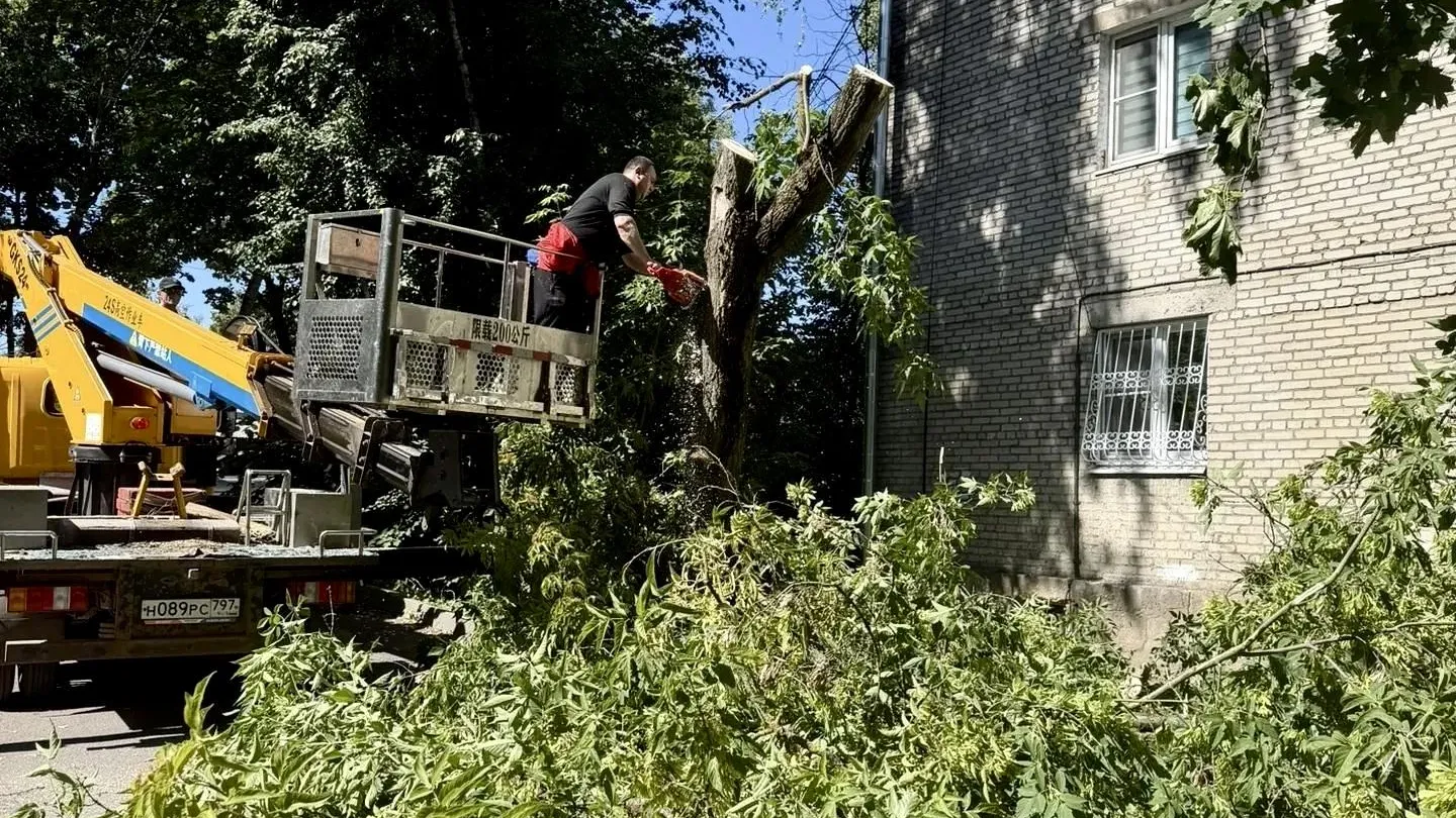 В Подмосковье за июль ликвидировали более 700 аварийных деревьев
