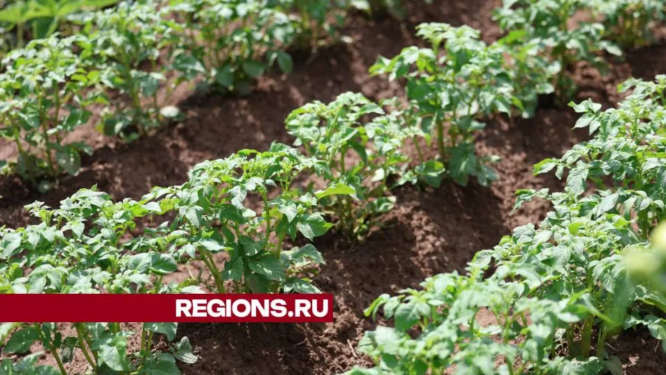 Фото: Ольга Пятикрестовская