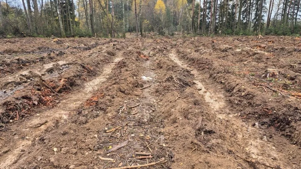 Фото: Комитет лесного хозяйства МО