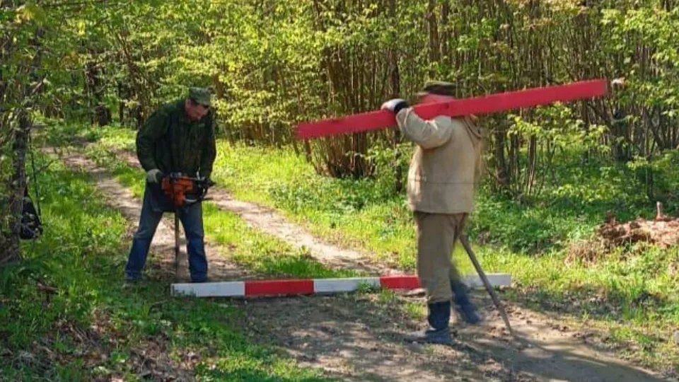 Фото: Звенигородское лесничество