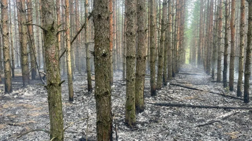 Фото: Комитет лесного хозяйства Московской области