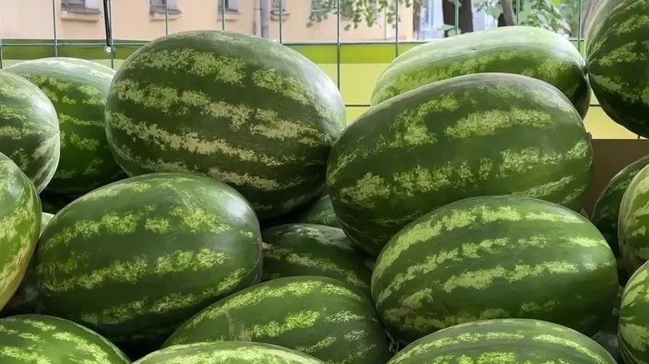 Фото: МедиаБанк Подмосковья/Ксения Казакова