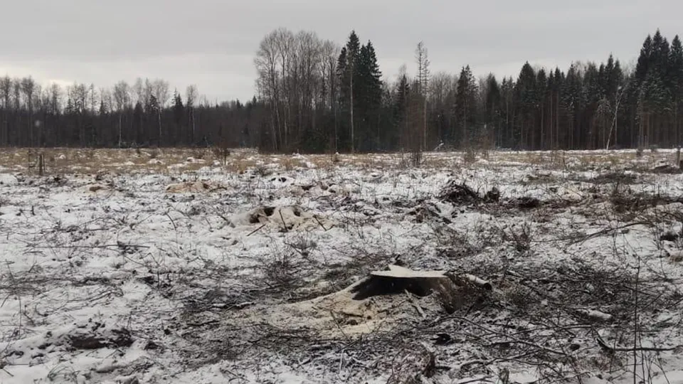 Фото: Комитет лесного хозяйства Московской области