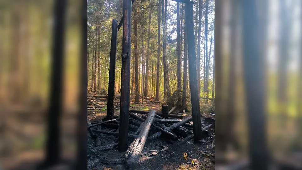 Фото: Комитет лесного хозяйства Московской области
