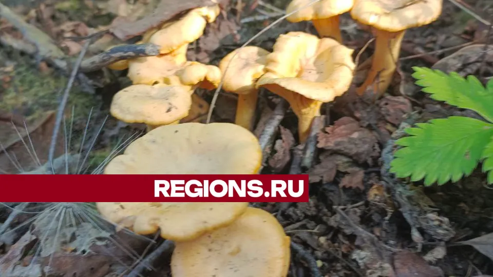 Фото: Алексей Грызлов