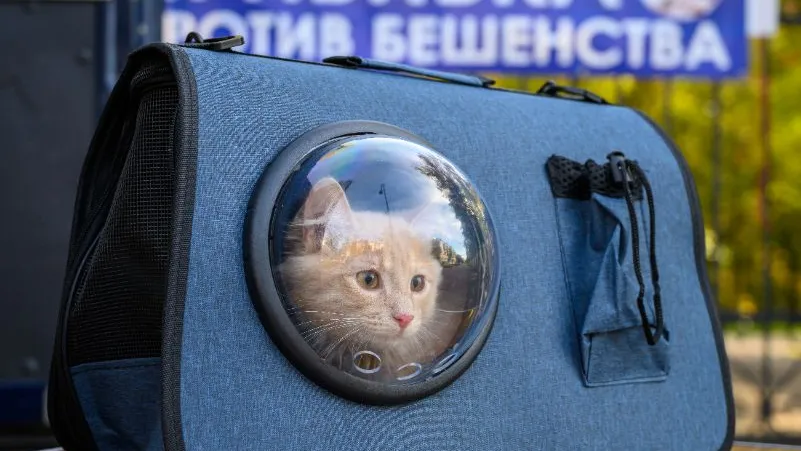 Фото: медиасток.рф