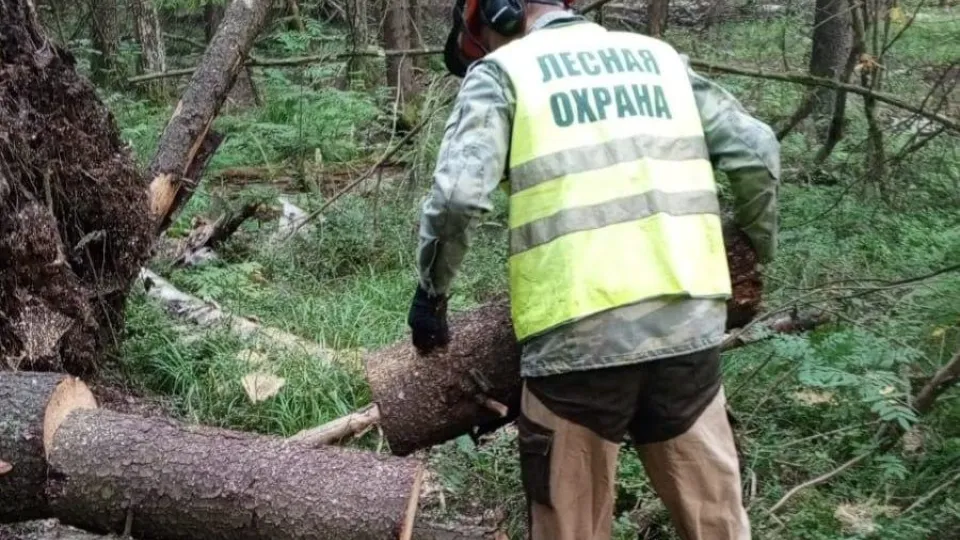 Фото: Комитет лесного хозяйства Московской области