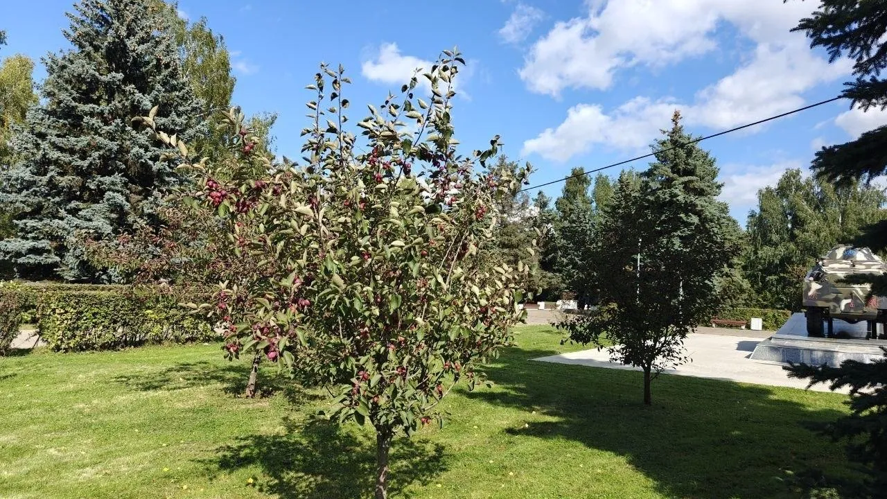 Картинка
