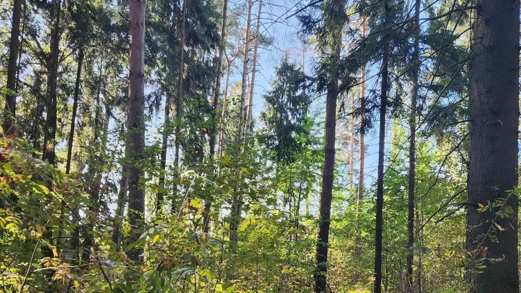 В Богородском округе рядом с деревней Новая Купавна оздоровят лес