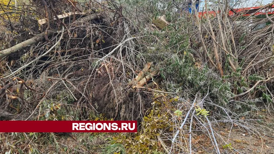 Фото представлено жительницей Жуковского