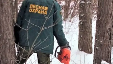 Фото: пресс-служба Комитета лесного хозяйства Московской области