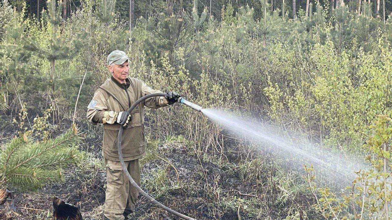 Фото: Комитет лесного хозяйства МО