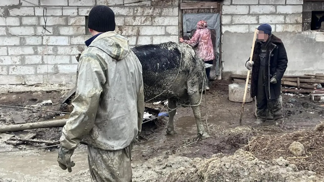 В Ступино работники ГКУ МО «Мособлпожспас» спасли корову, провалившуюся в яму с водой