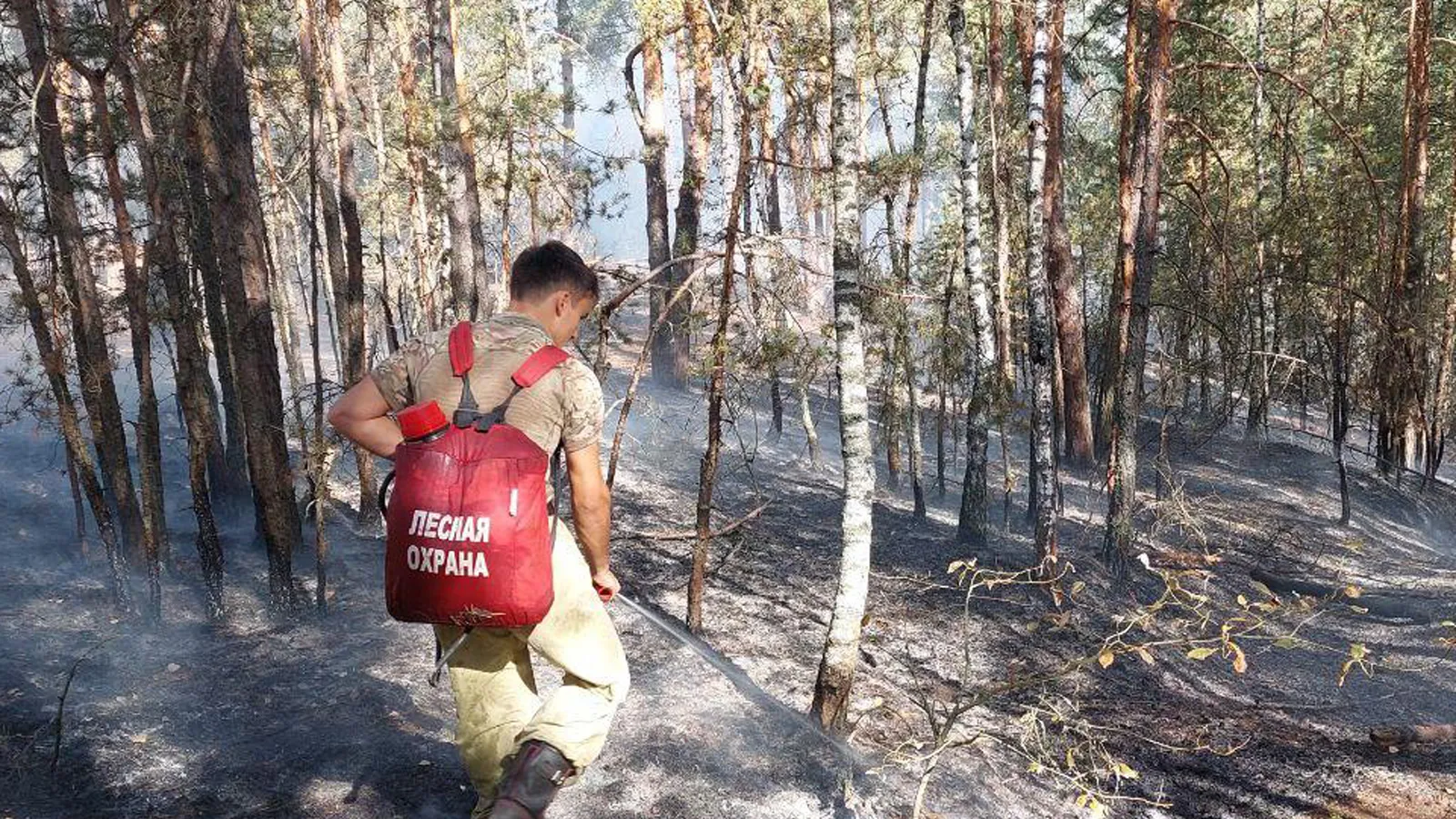 Фото: Комитет лесного хозяйства МО
