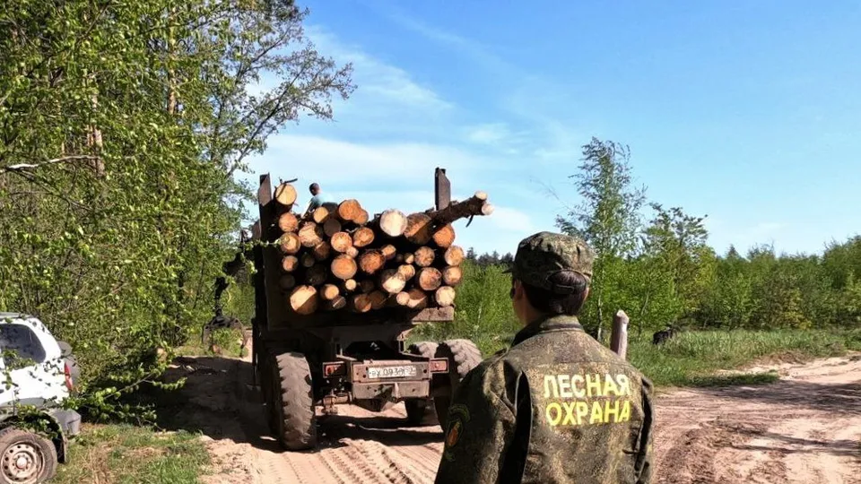 Фото: Комитет лесного хозяйства МО