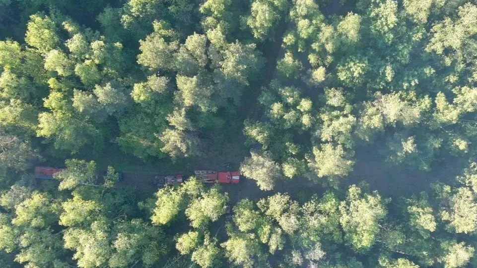 Фото: Комитет лесного хозяйства Московской области