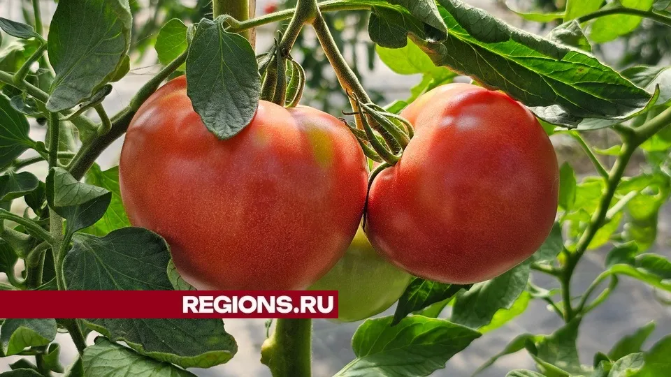 Фото: REGIONS/Александр Дрожжин