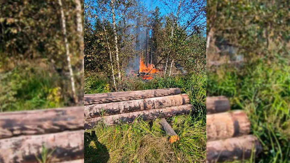 Фото: Комитет лесного хозяйства Московской области
