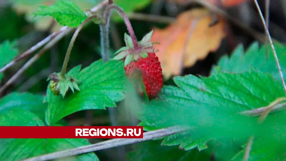Фото: REGIONS/Василий Тремасов