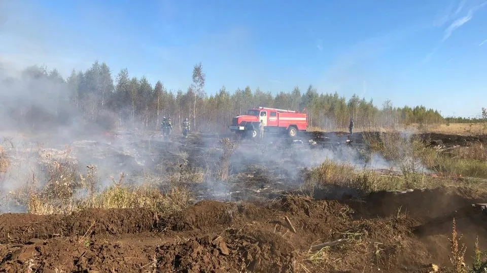 Фото: Комитет лесного хозяйства Московской области