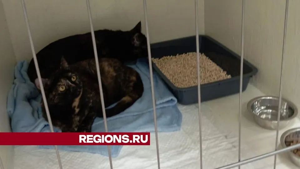 Фото представлено жительницей Жуковского